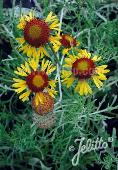 Gaillardia pinnatifida